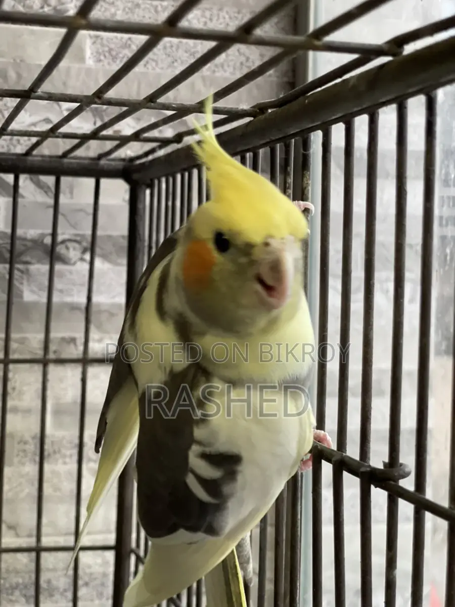 Cockatiel Lutino Breed