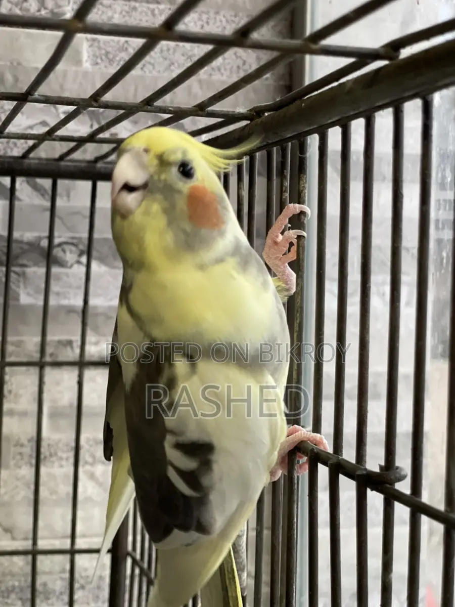 Cockatiel Lutino Breed