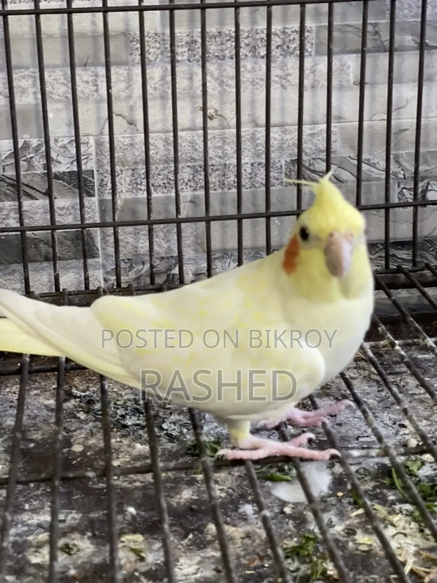 Cockatiel Lutino Breed