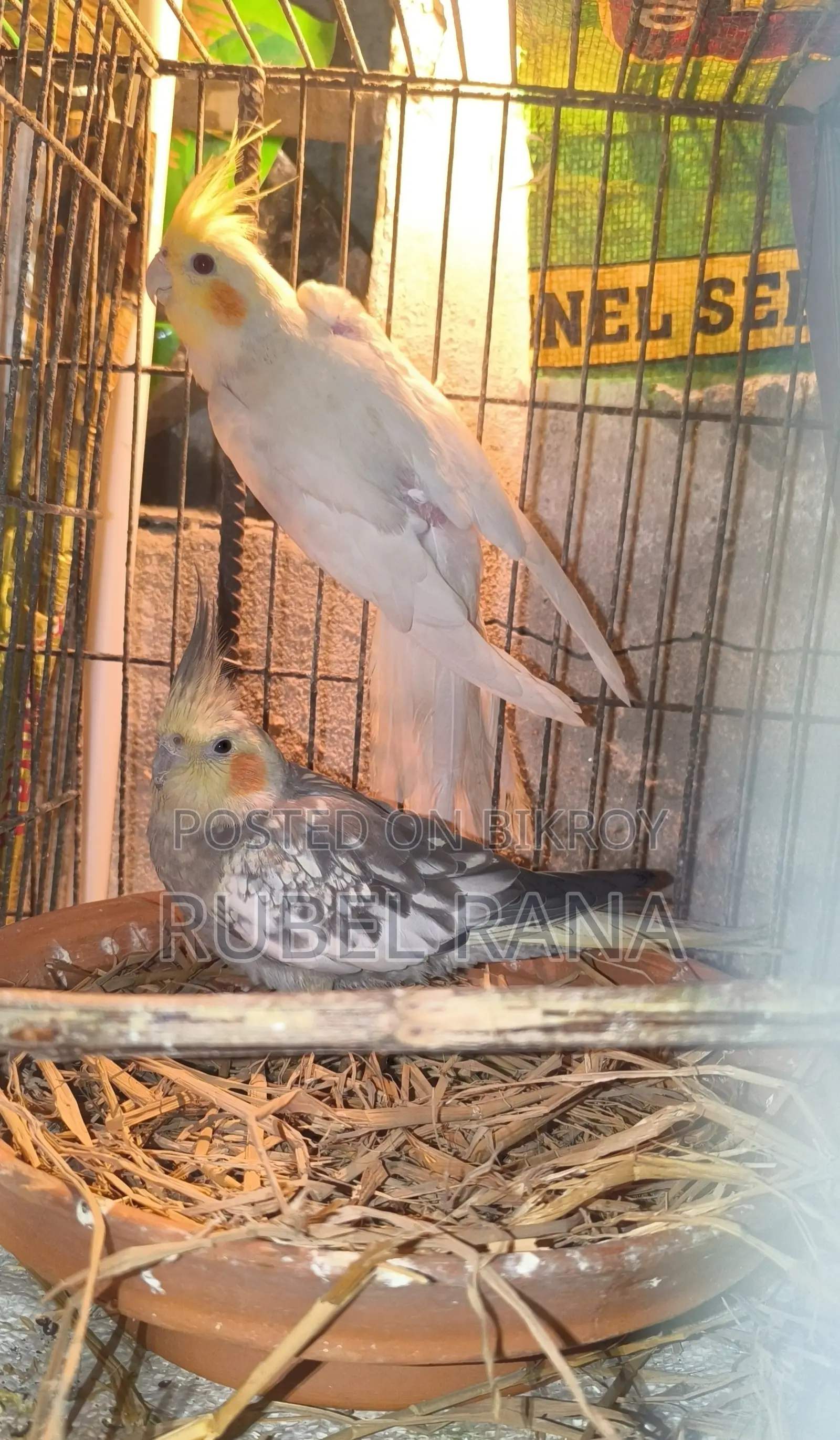 Running Cockatiel Birds