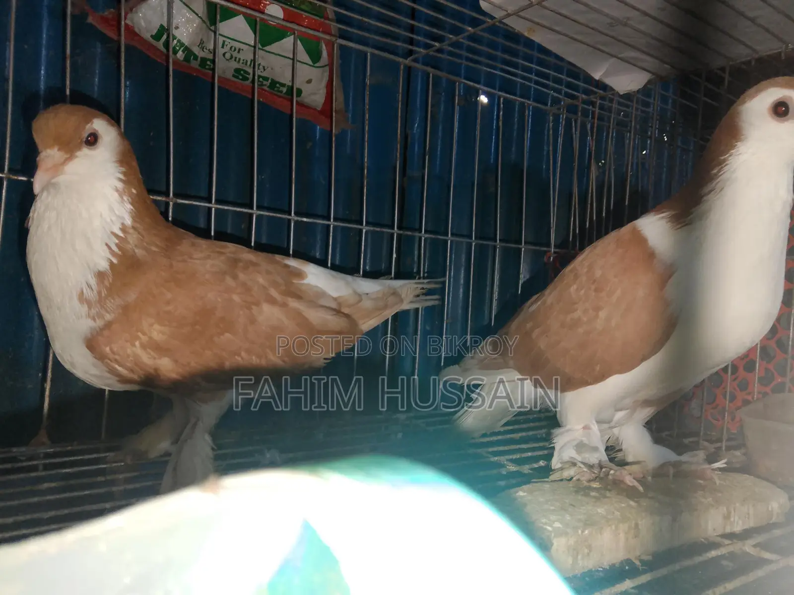 Selling a pair of Shirazi pigeons