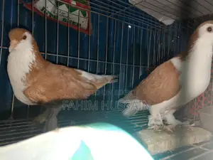 Selling a pair of Shirazi pigeons