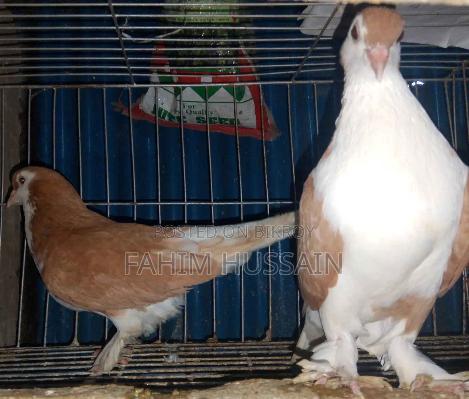 Selling a pair of Shirazi pigeons