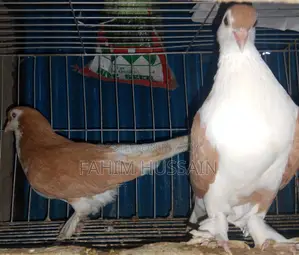 Selling a pair of Shirazi pigeons