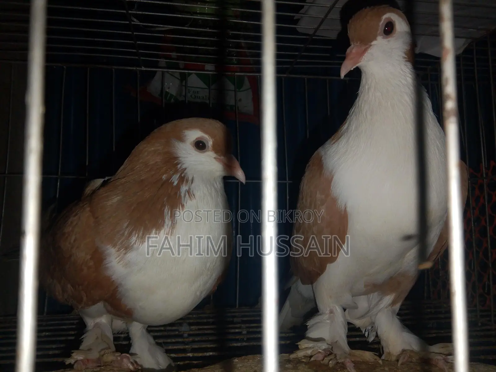 Selling a pair of Shirazi pigeons