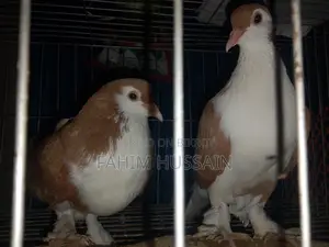 Selling a pair of Shirazi pigeons