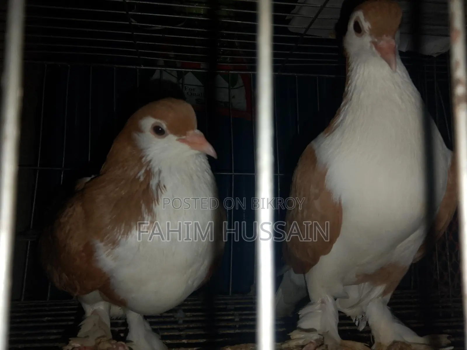 Selling a pair of Shirazi pigeons