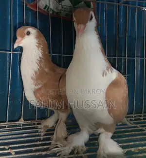 Selling a pair of Shirazi pigeons