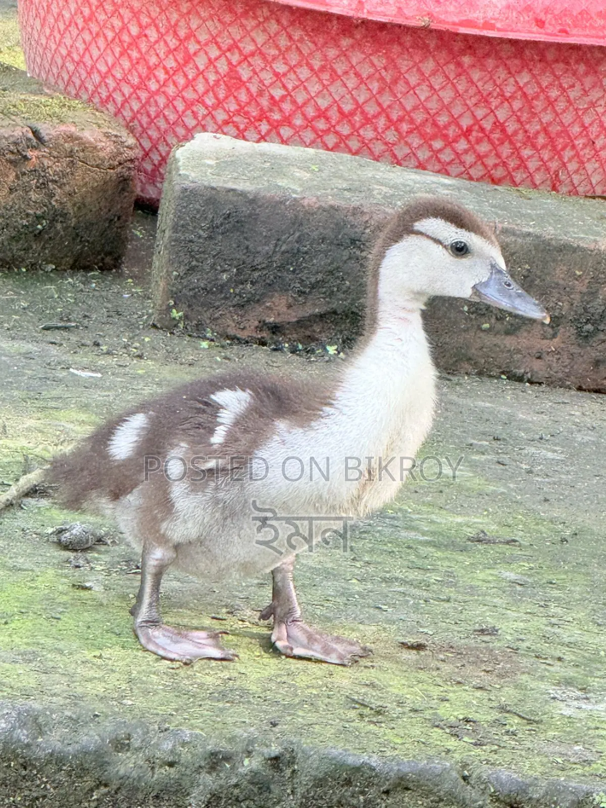 Large Chinese Ducklings