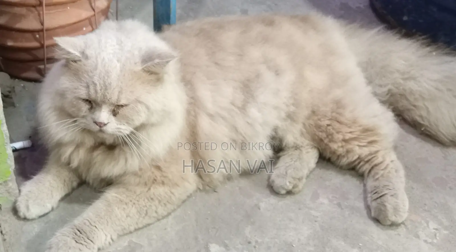 Persian Cat