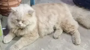 Persian Cat