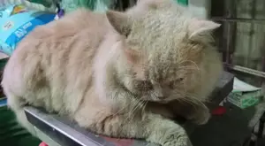 Persian Cat
