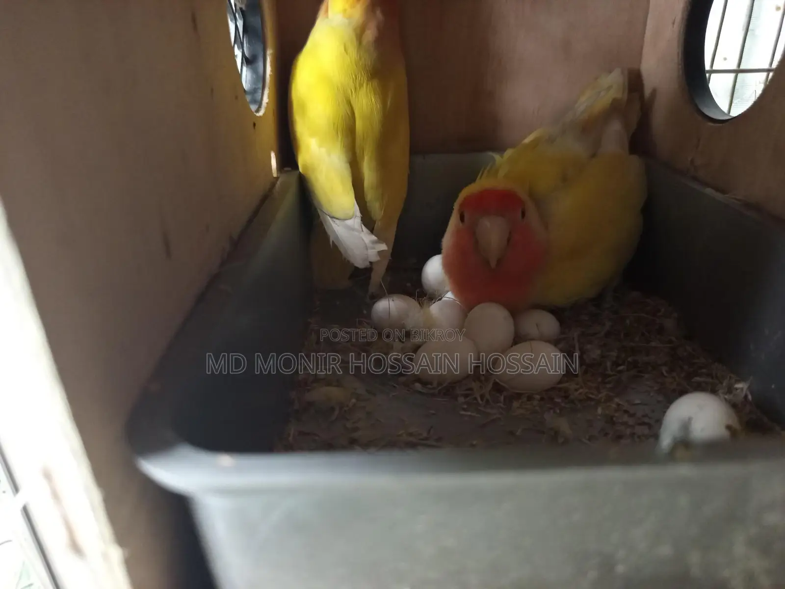 এক জোড়া লাভবার্ডস পাখি ৯ টা ডিম সহ