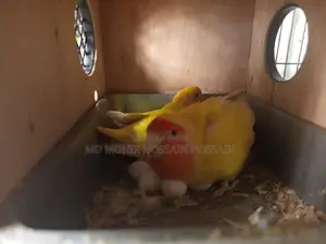 এক জোড়া লাভবার্ডস পাখি ৯ টা ডিম সহ