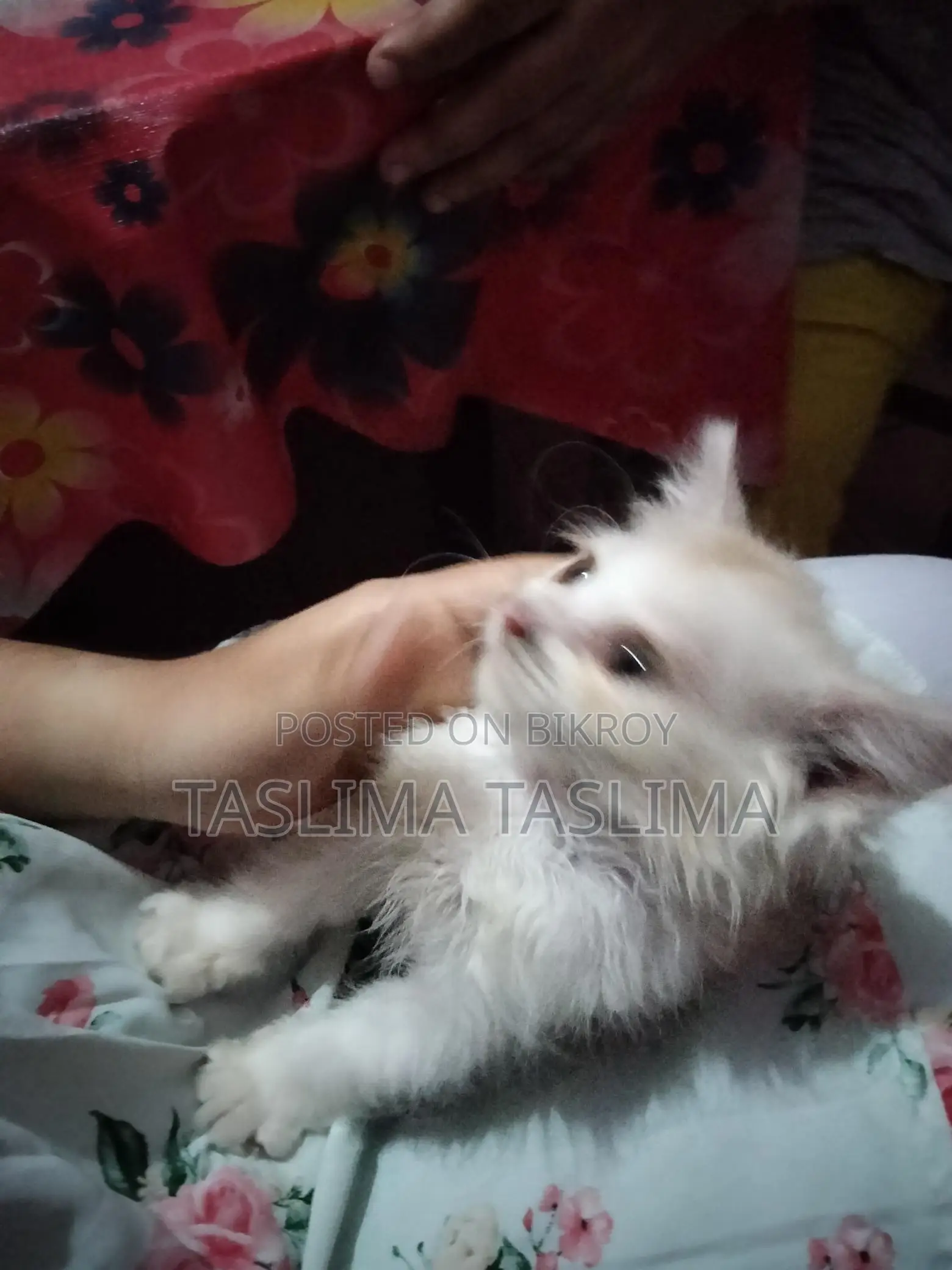 Cat for Sale