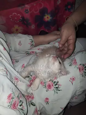 Cat for Sale