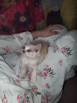 Cat for Sale