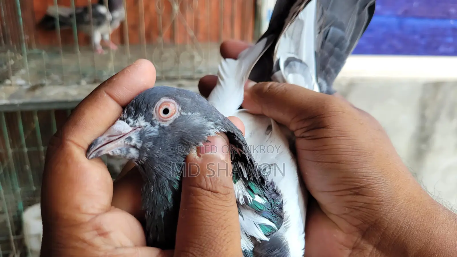 Original Pakistani Kamagar Pigeons