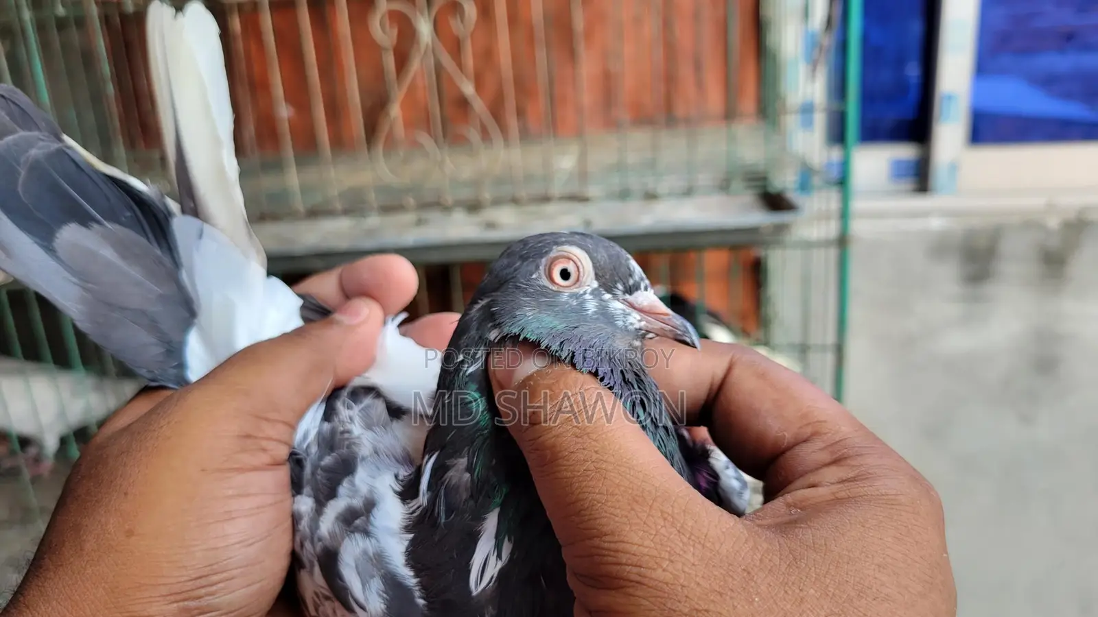 Original Pakistani Kamagar Pigeons