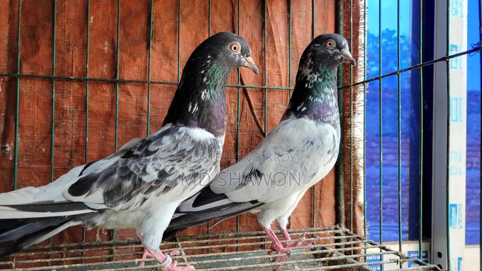 Original Pakistani Kamagar Pigeons