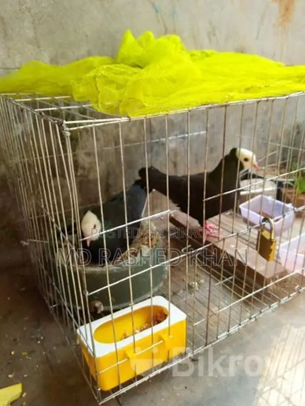 Beautiful Golla Pigeons