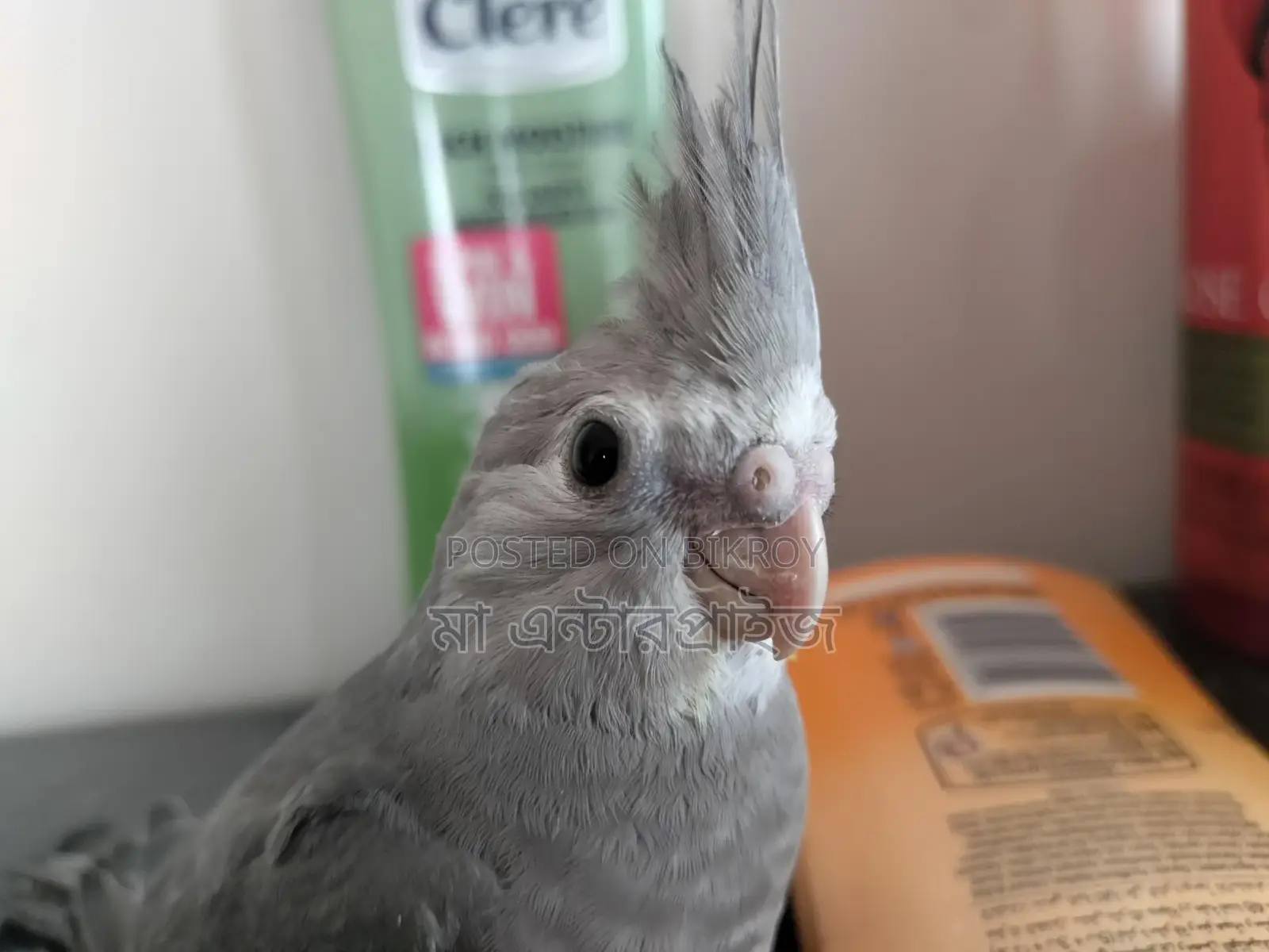 Cockatiel