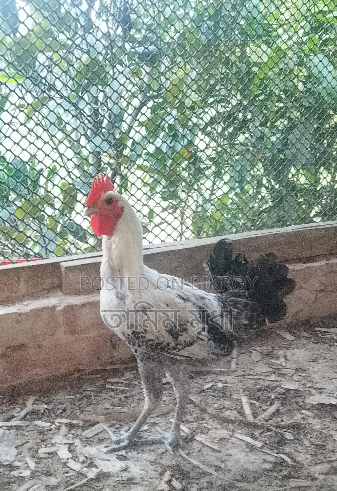 Fayoumi chickens for sale.