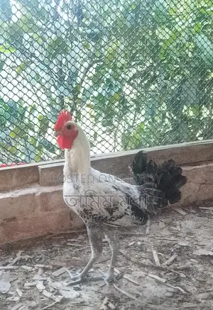 Fayoumi chickens for sale.