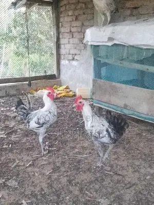 Fayoumi chickens for sale.