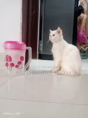 বিড়াল বিক্রি হবে
