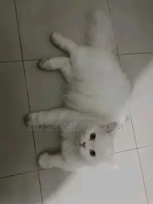 বিড়াল বিক্রি হবে