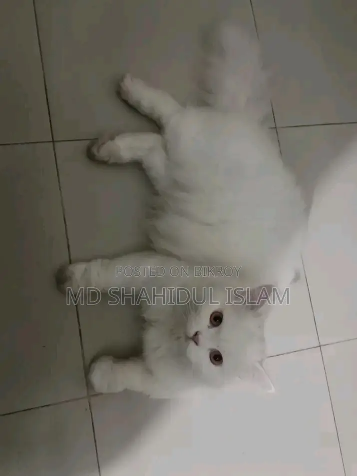 বিড়াল বিক্রি হবে