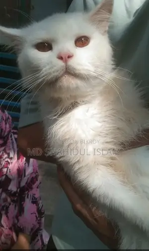 বিড়াল বিক্রি হবে