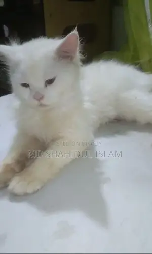 বিড়াল বিক্রি হবে