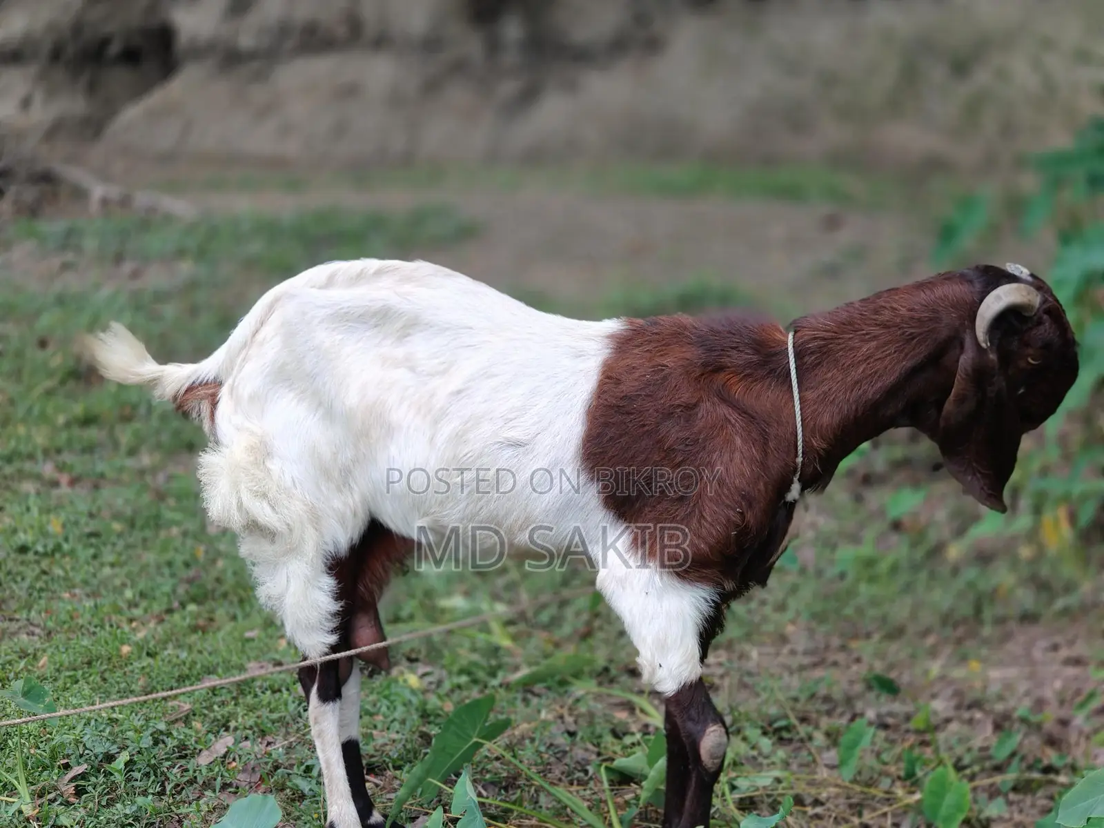 Totapuri Goat