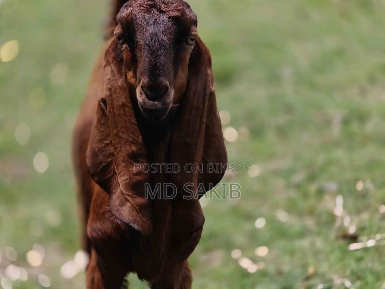 Totapuri Goat