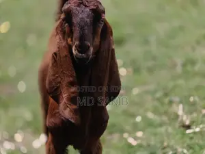 Totapuri Goat