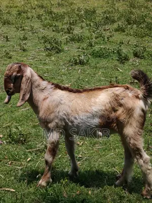 Totapuri Goat