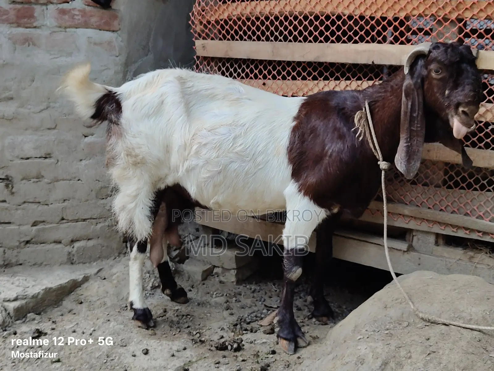 Totapuri Goat