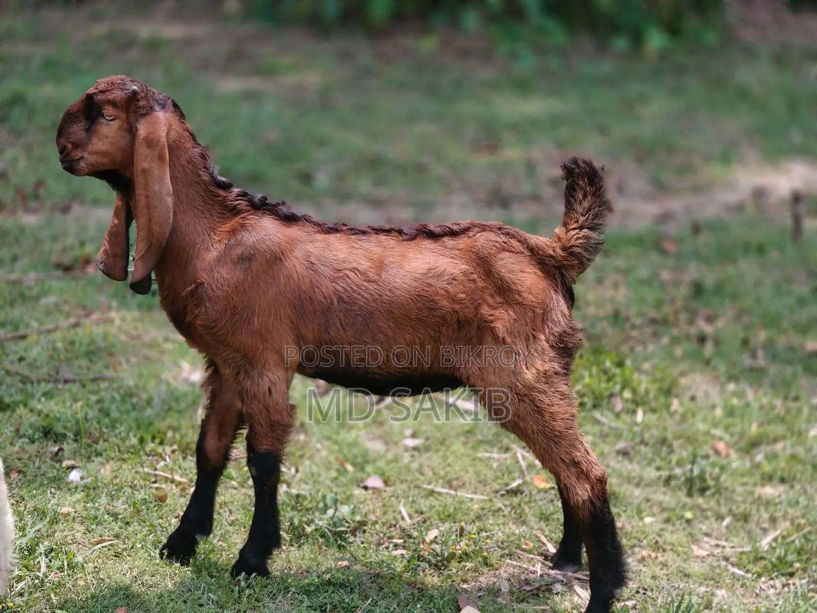 Totapuri Goat