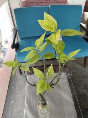 ঘর সাজান