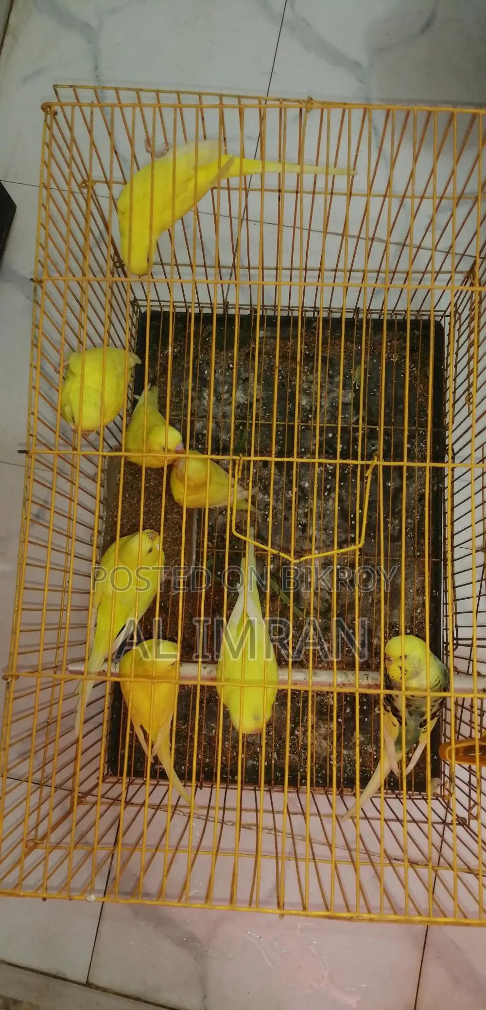 লটিনো রেড আই