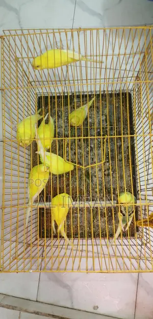লটিনো রেড আই
