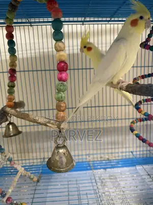 ককাটেল পাখি
