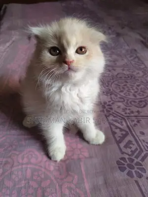 1-3 Months Male Purebred Persian