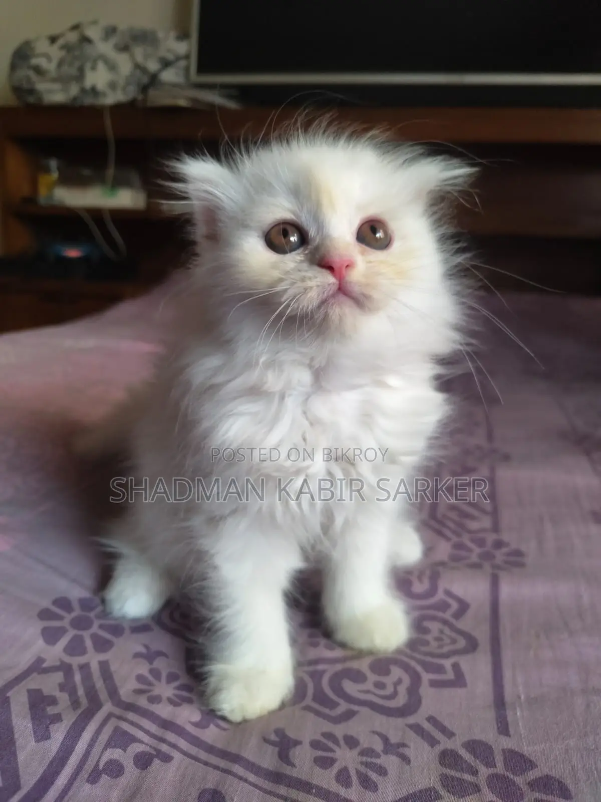 1-3 Months Male Purebred Persian