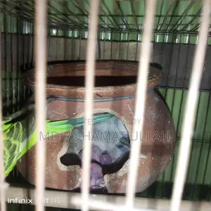 Full Setup with 4 Chicks for Sale