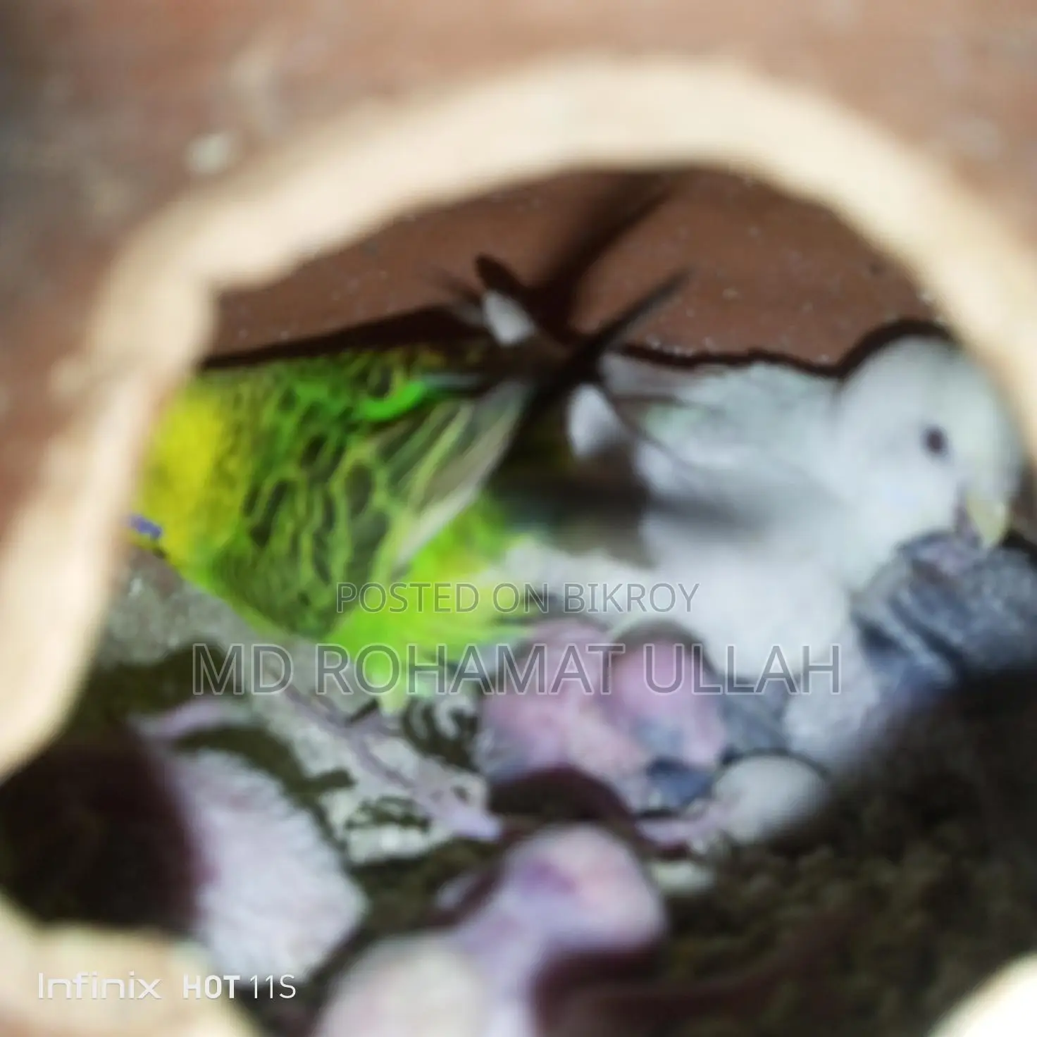 Full Setup with 4 Chicks for Sale