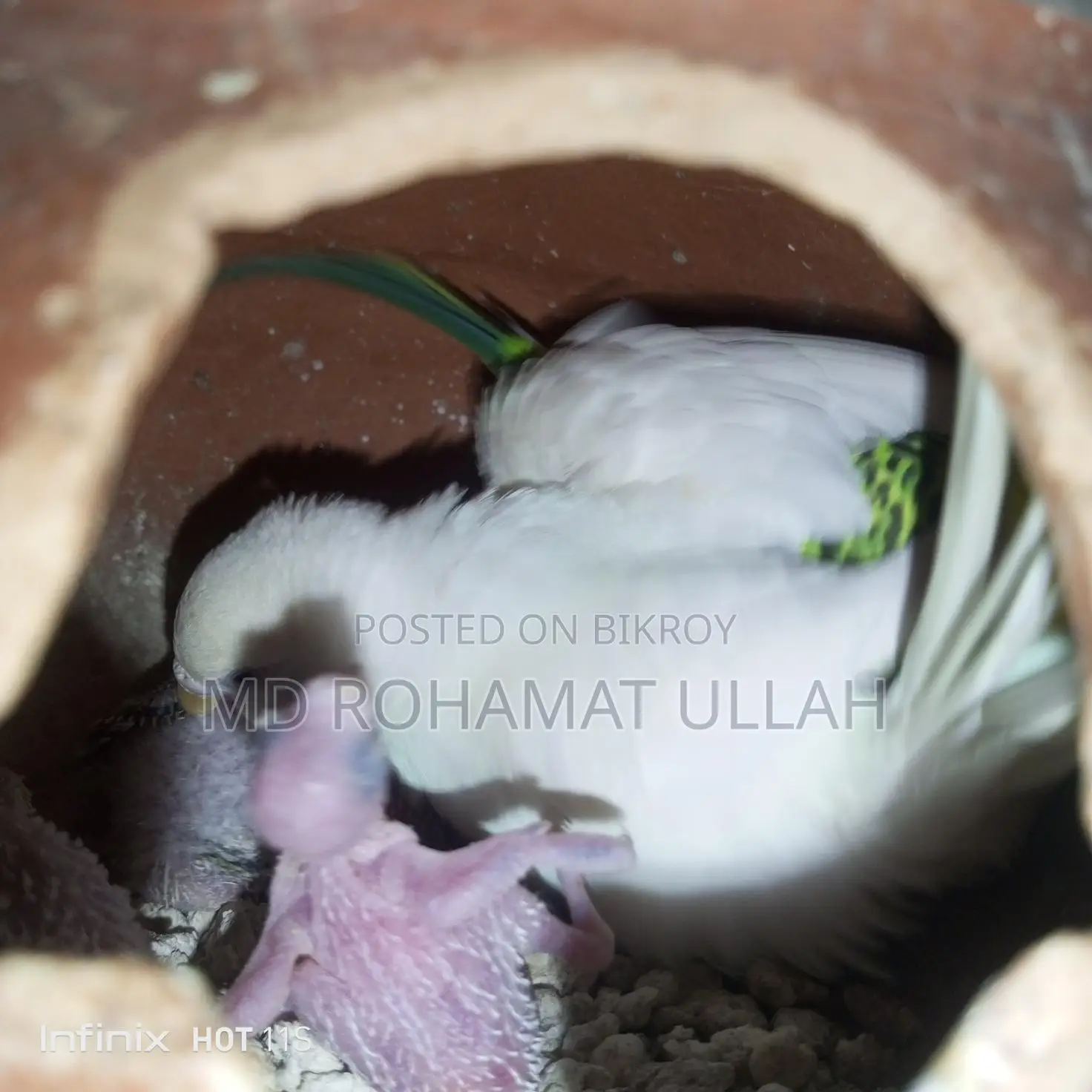 Full Setup with 4 Chicks for Sale