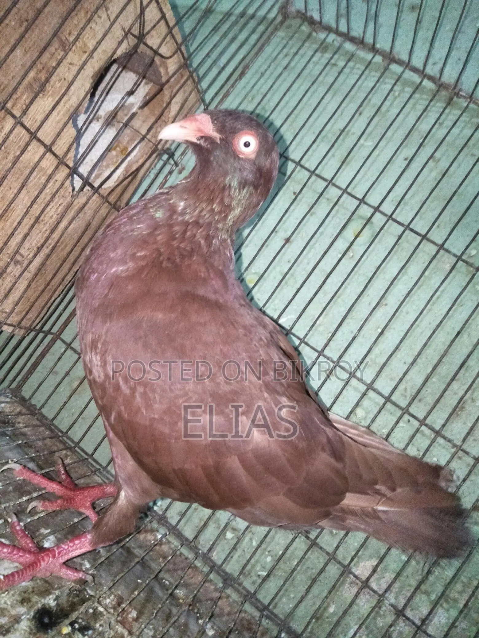 Red Danish Running Male Pigeon for Sale
